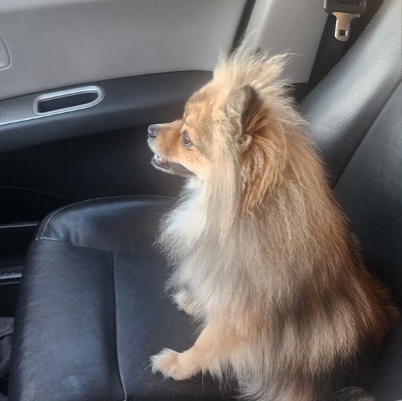 Meet your Posher, Chad - Picture 4 of 5